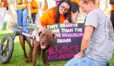 Staffing impairs Phoenix animal cruelty enforcement | City News