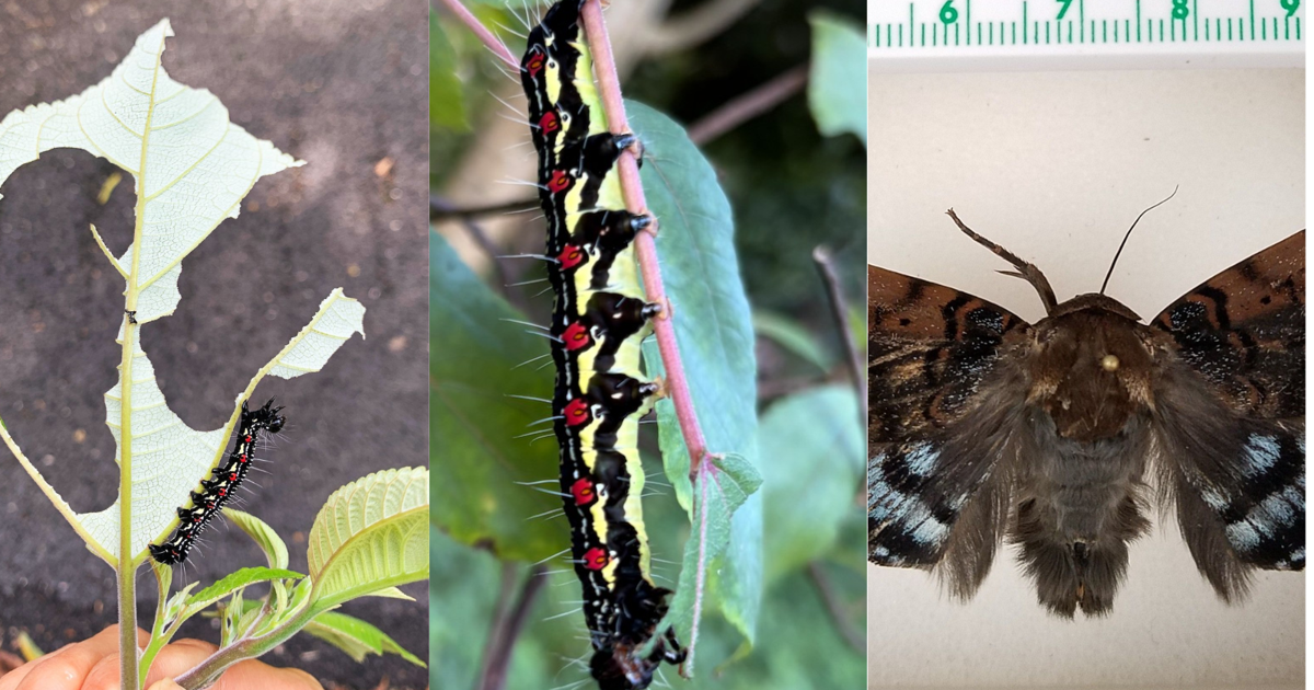 First ramie moth caterpillar found on Kauai; locals asked to report | Local