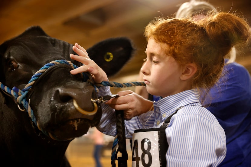 Serbin 4-H Club member Berkley Schatte of Giddings, Texas, and her American cross steer,...