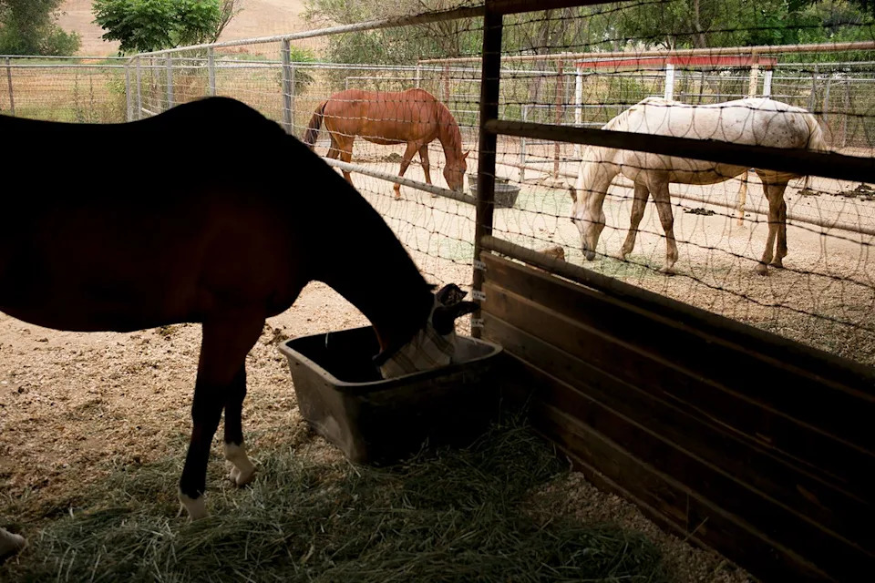 AP Photo/Jae C. Hong Horses at the Red Bucket Equine Rescue