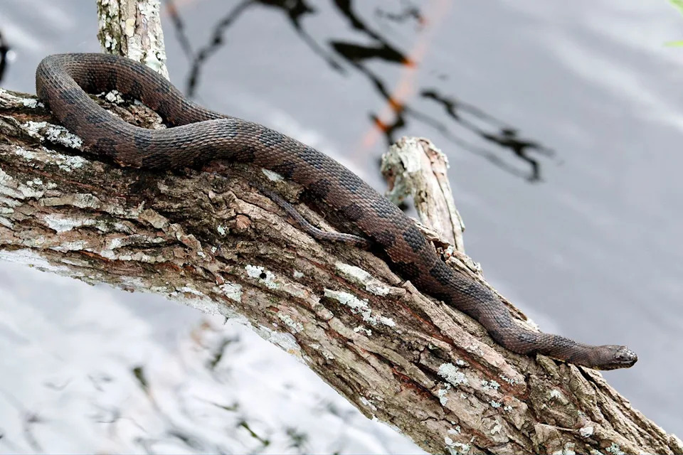 Stock image of a python in Florida Getty