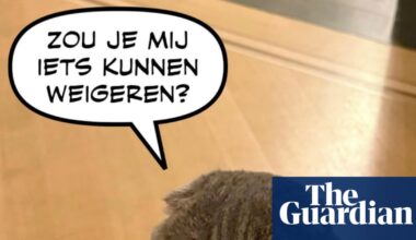 Belgian PM’s cat Maximus is social media star with ‘subliminal political message’ | Social media