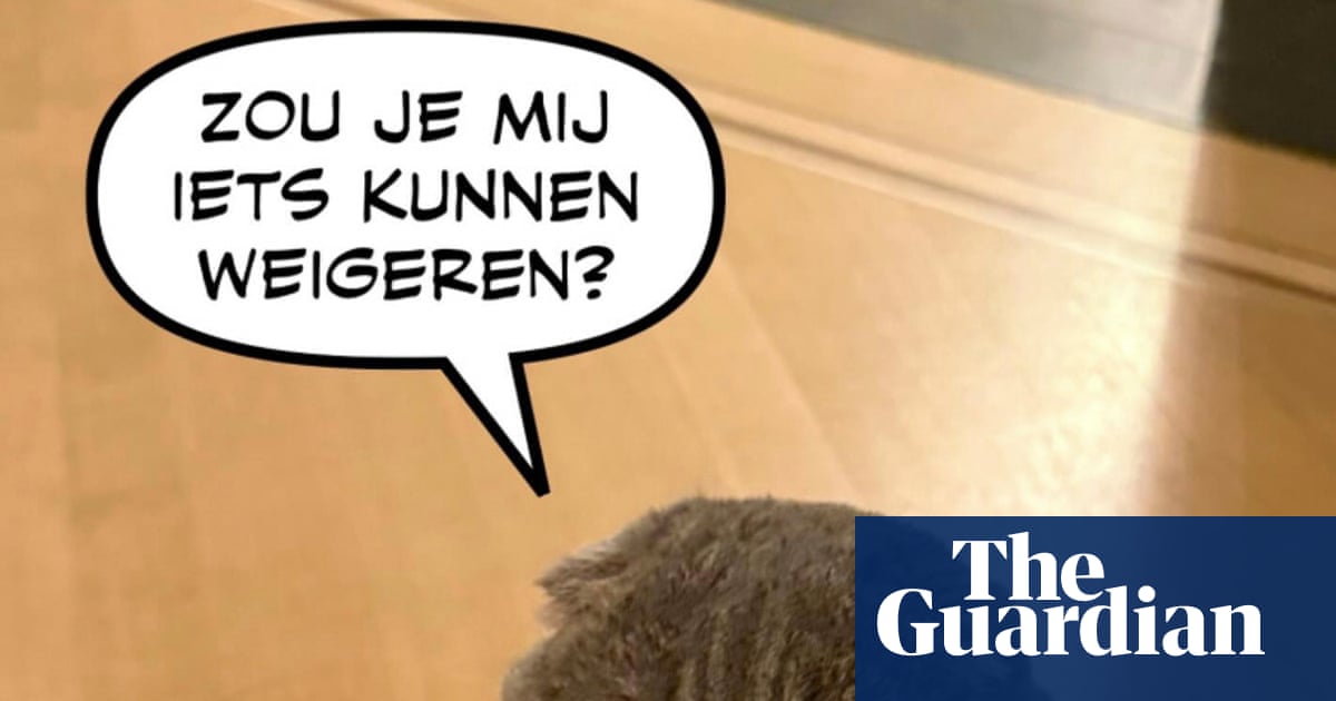 Belgian PM’s cat Maximus is social media star with ‘subliminal political message’ | Social media