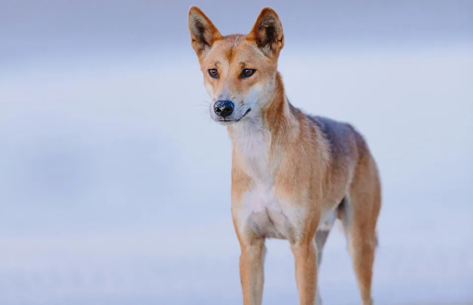 <p>Pawel Papis/Shutterstock</p>