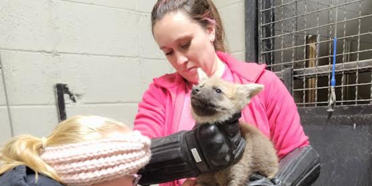 5 endangered maned wolf pups born at Dickerson Park Zoo