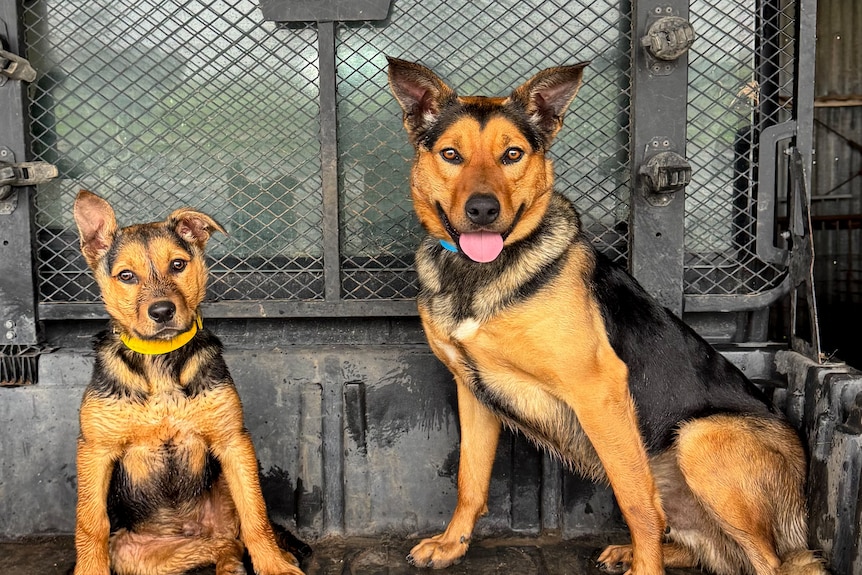 A kelpie puppy and adult kelpie sit next to each other in the back of a truck.