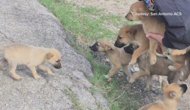 ‘Heartbreaking’ | San Antonio officials respond to rise in abandoned puppies