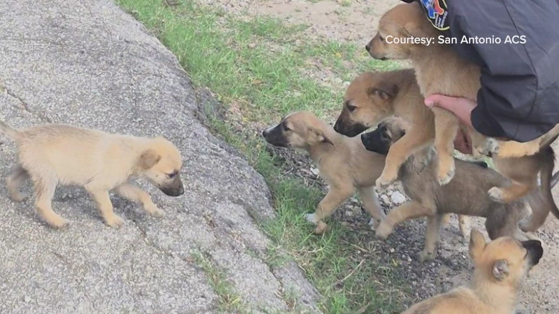 ‘Heartbreaking’ | San Antonio officials respond to rise in abandoned puppies