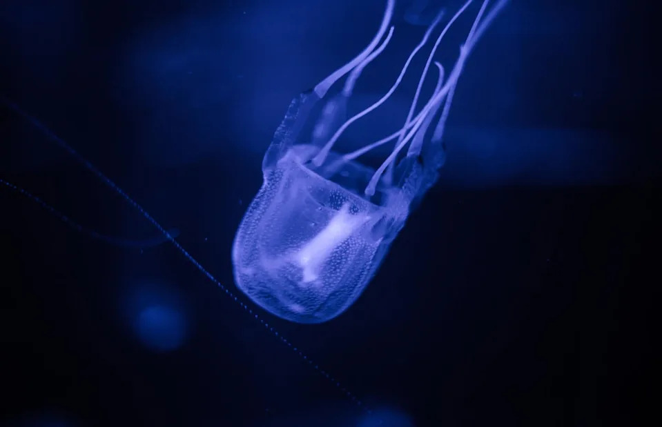 <p>Dewald Kirsten/Shutterstock</p>