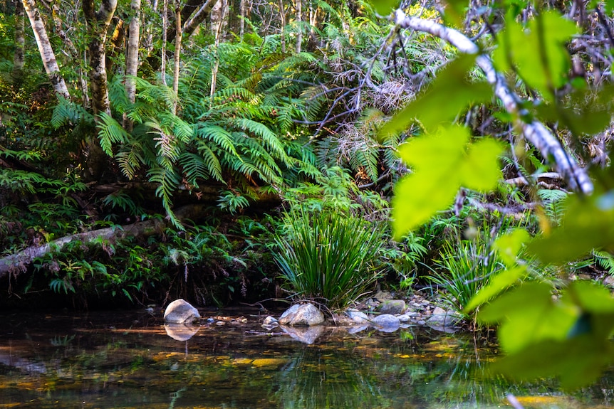 A clear creek running through a lush temperate rainforest with ferns and trees.