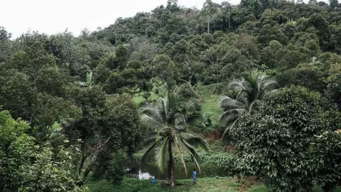 Getty Images Wide shot of green durian trees and palms planted on hilly terrain