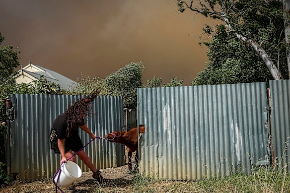 The wind turns wild as Rawling put her horse, pony and calf into a small paddock.