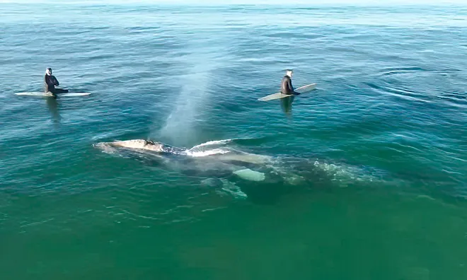 Gray whale greets surfers.