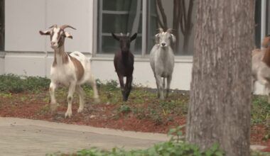 Anyone lose a goat or four? We found them near the Sam Houston Parkway!