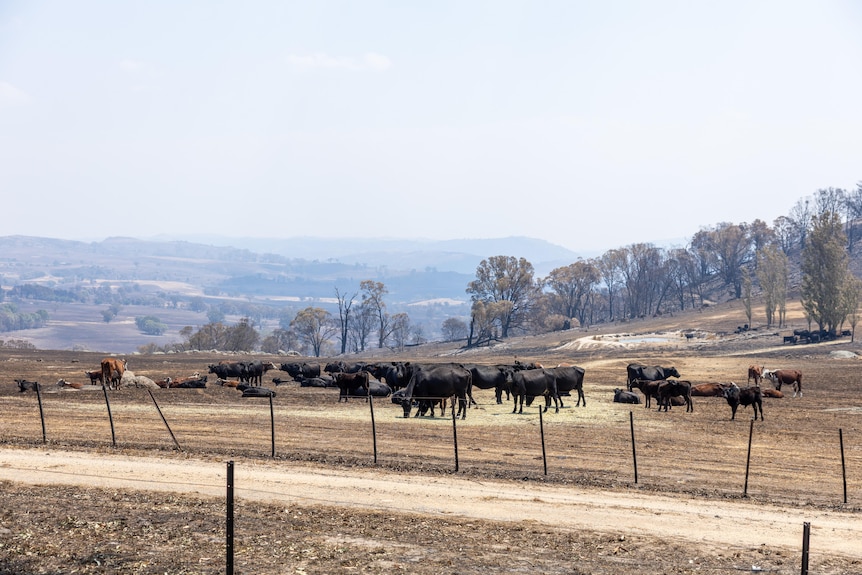 A mob of cattle in a burnt paddock eating hay. 