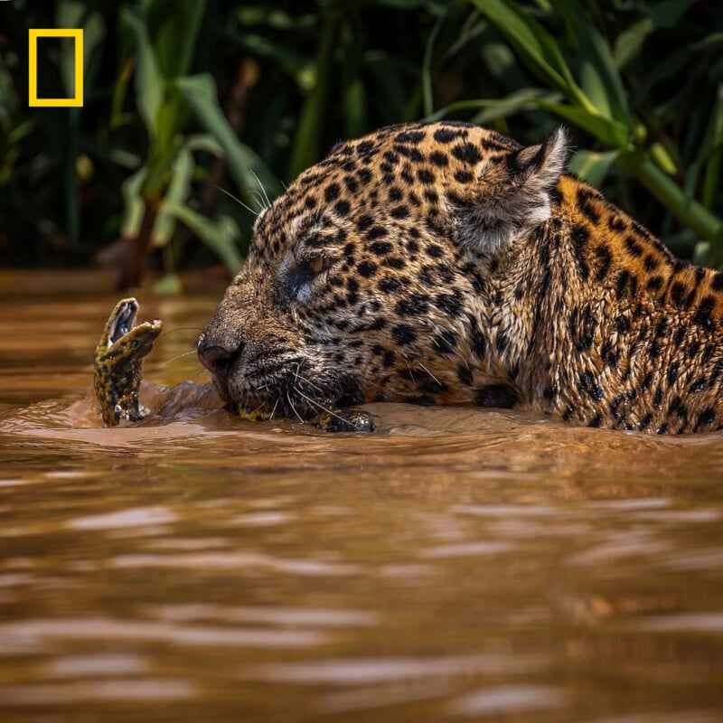 A jaguar with a spotted coat swims in muddy water, biting down on the paw of its prey. Tall green vegetation surrounds the animal in the background.