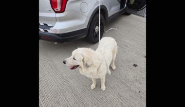 ADOT, DPS rescue dog on Interstate 10 ramp on New Year's Eve