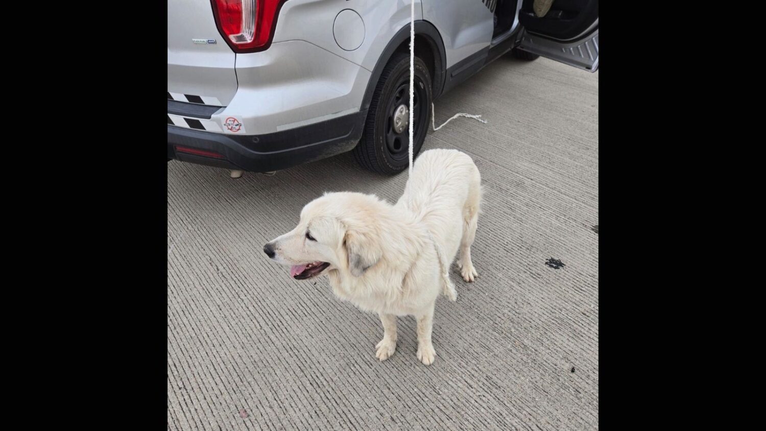 ADOT, DPS rescue dog on Interstate 10 ramp on New Year's Eve