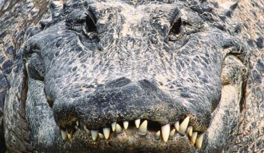 American alligator