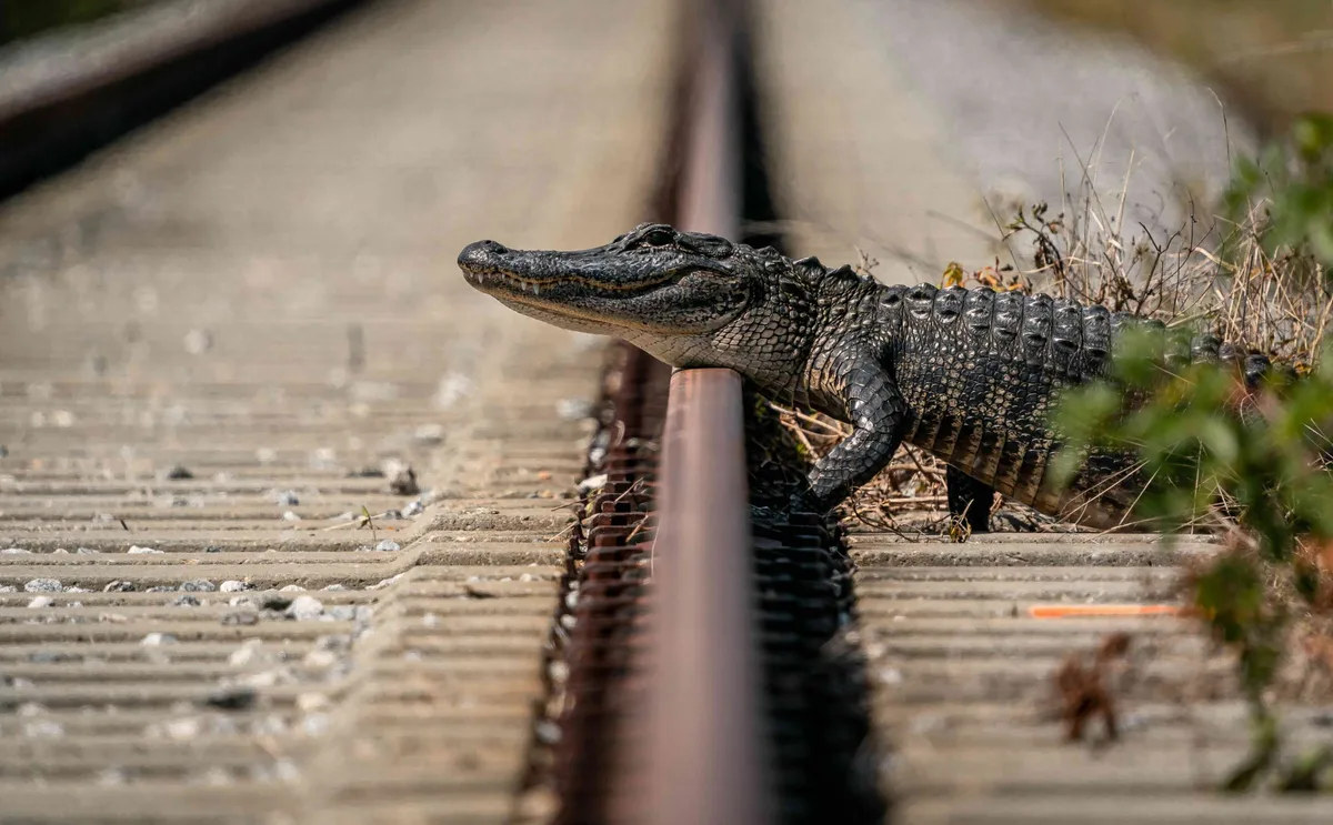 American alligator basking on railroad tracks