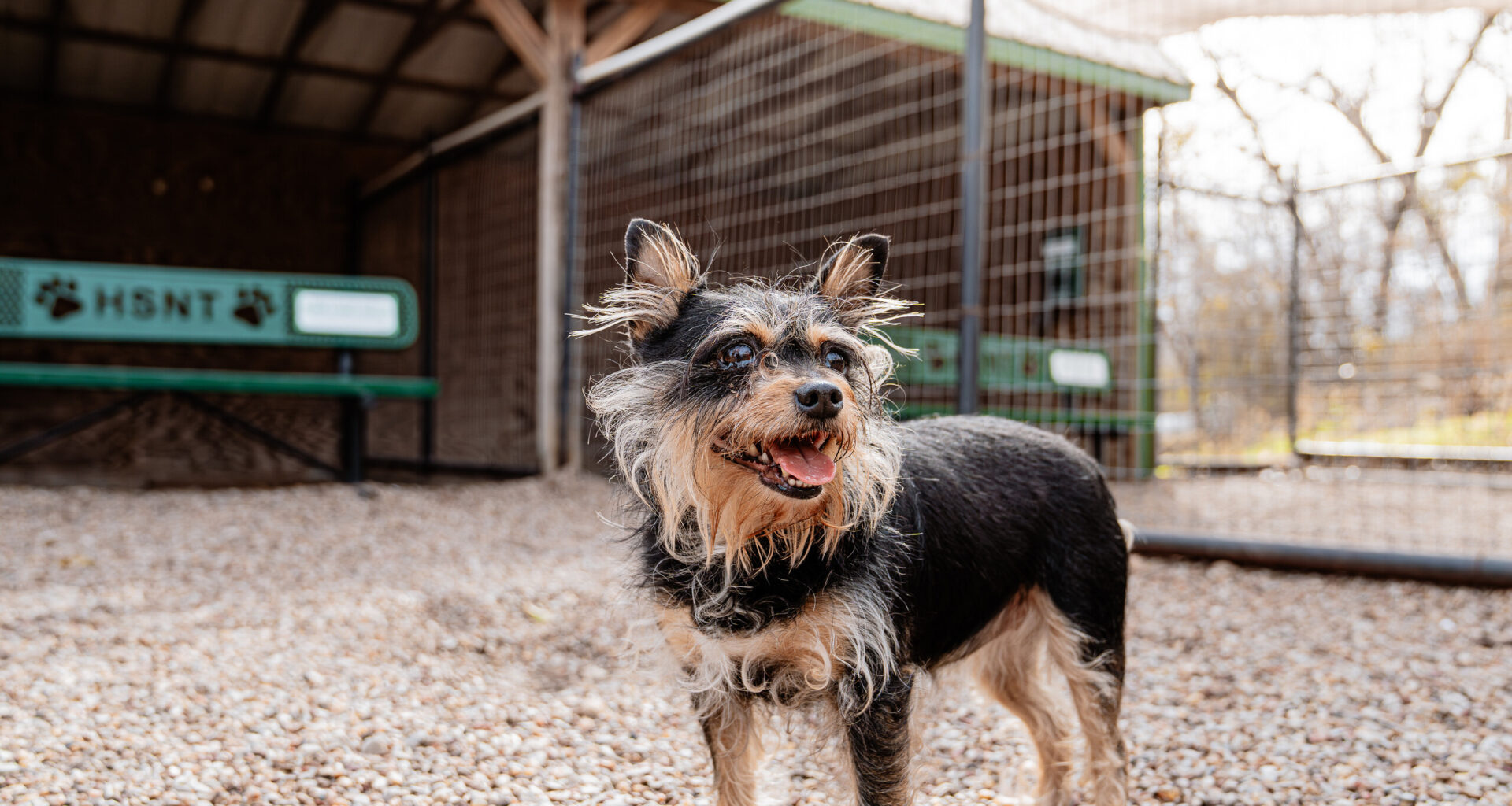 Warm and fuzzy: How Tarrant County pet owners can ensure their animals are safe this weekend