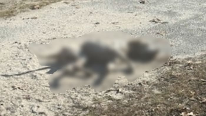 Animal control looking for those responsible in ‘deliberate act of violence’ that led to dog’s death