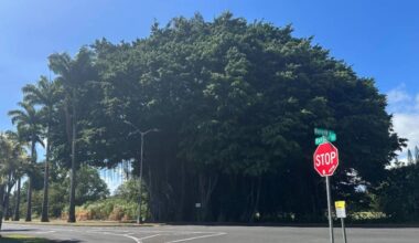 Lane closure begins today on Banyan Drive in Hilo for tree removal : Big Island Now