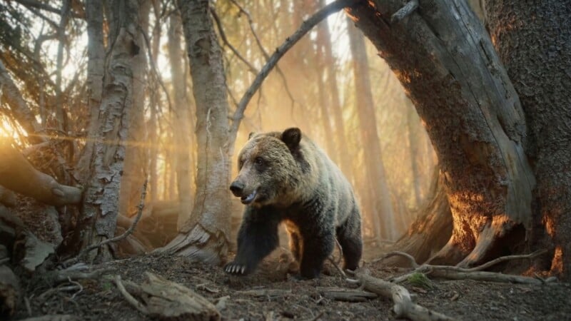A brown bear walks through a dense forest with sunlight streaming through the trees, illuminating the scene and highlighting the bear’s fur and the surrounding fallen branches and roots.