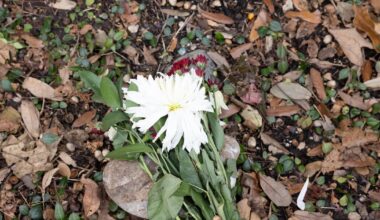 A funeral reminded me of how dangerous Dallas streets are