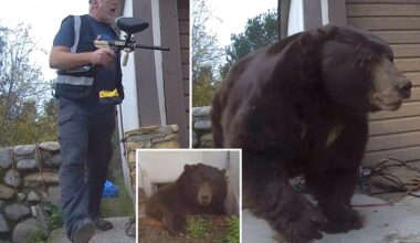Exclusive | Giant bear living under LA man's house finally leaves after 37 days — thanks to this bizarre method