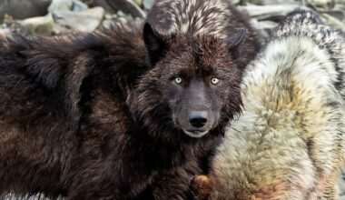 The year in Wyoming wildlife: Fed cuts, critters, CWD, cheatgrass and tensions over development