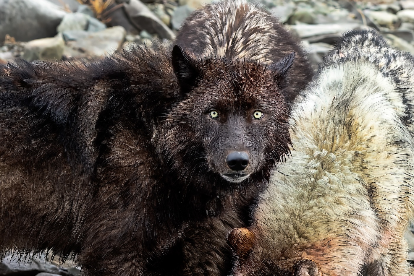 The year in Wyoming wildlife: Fed cuts, critters, CWD, cheatgrass and tensions over development