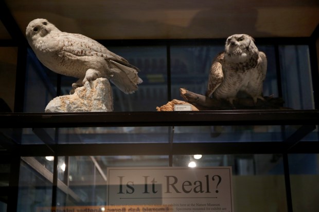 A snowy owl and a great horned owl on display at the Peggy Notebaert Nature Museum, photographed in 2014. (Nancy Stone/Chicago Tribune)