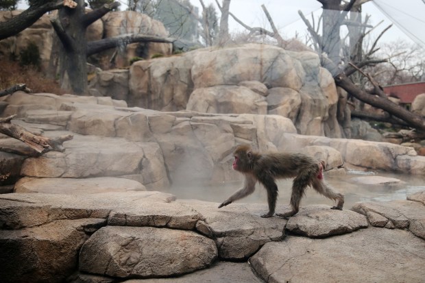 A Japanese macaque, also known as a snow monkey, walks past a heated pool while exploring its naturalistic habitat during a sneak preview of the new Regenstein Macaque Forest exhibit on Jan. 21, 2015 at the Lincoln Park Zoo in Chicago. (Anthony Souffle/Chicago Tribune)