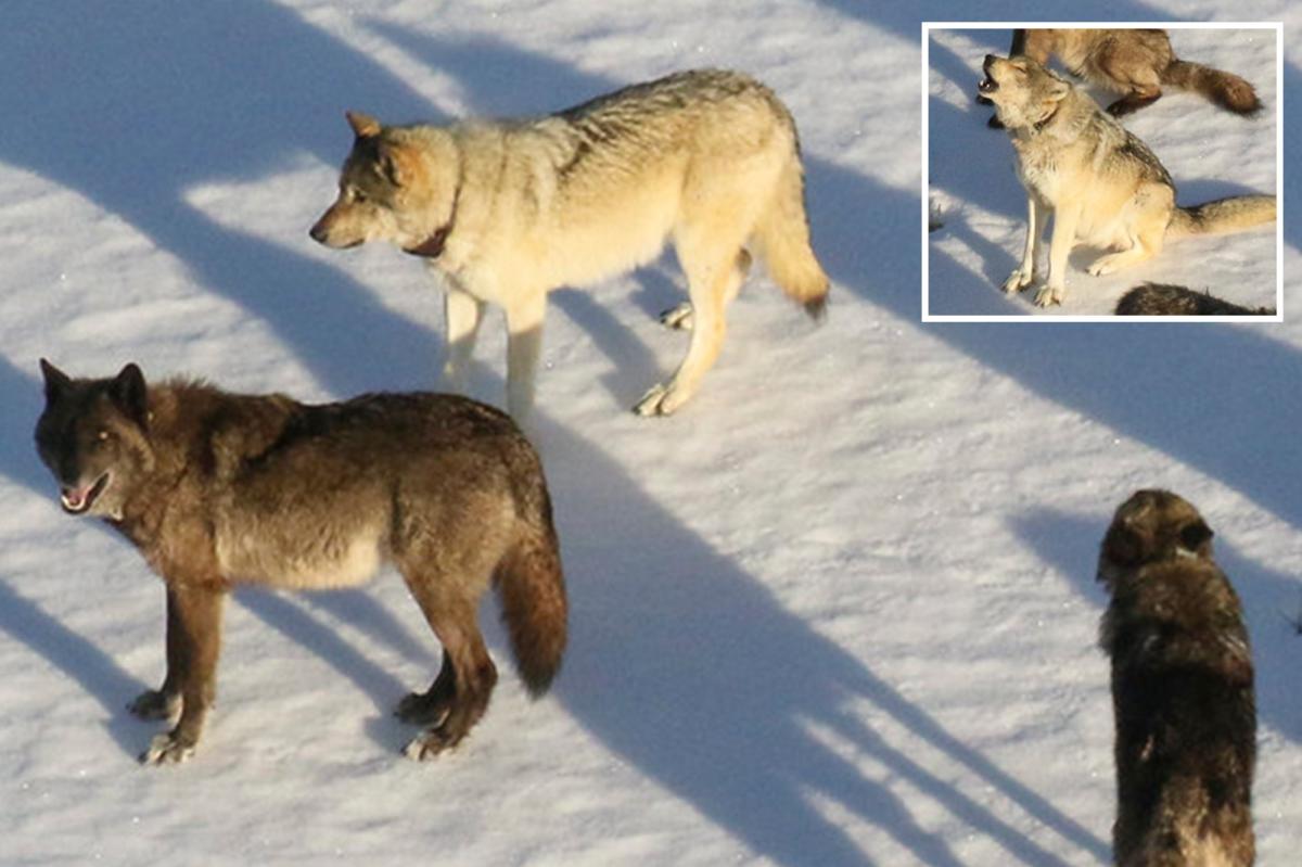 'Rising star' female wolf from Yellowstone's most famous pack is apparently taken out by poacher