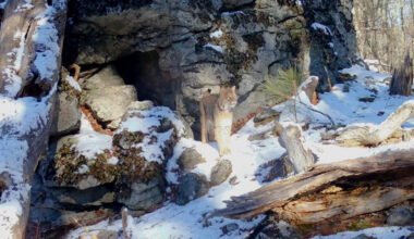 This gorgeous male bobcat marks his territory while searching for a mate