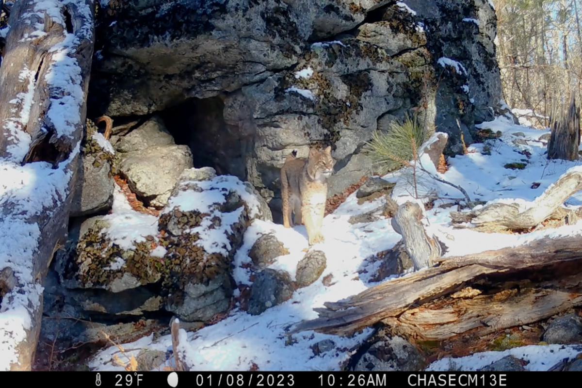 This gorgeous male bobcat marks his territory while searching for a mate
