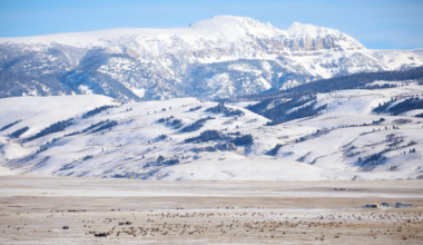 Elk Refuge shares glimpse of piebald elk