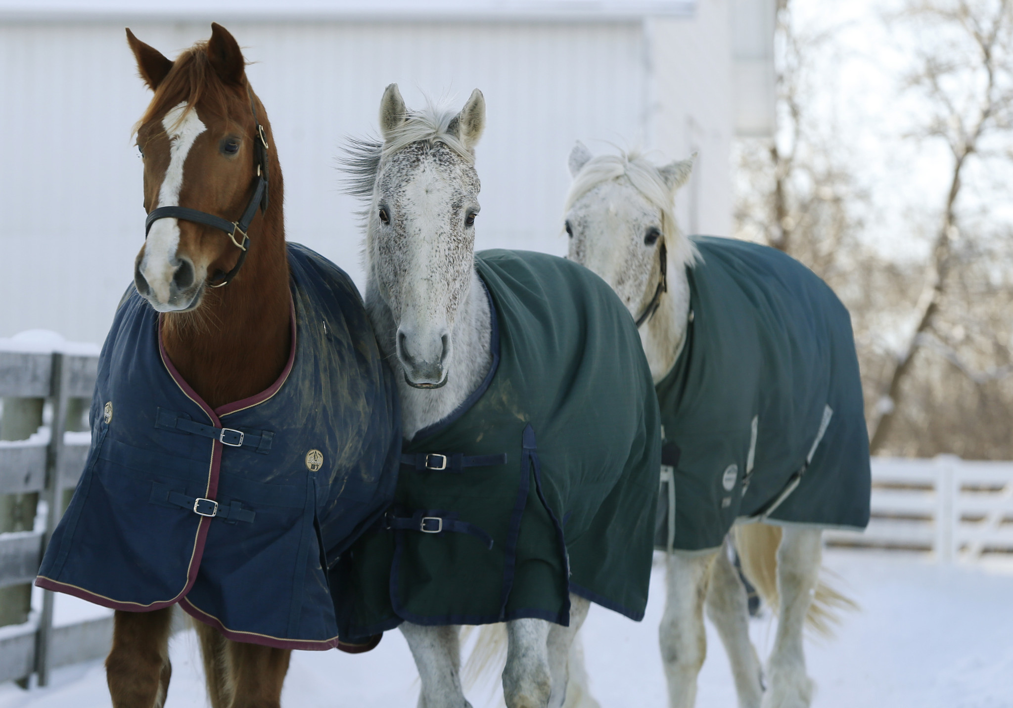 Clad in blankets to keep them warm, Fintan, left, and...