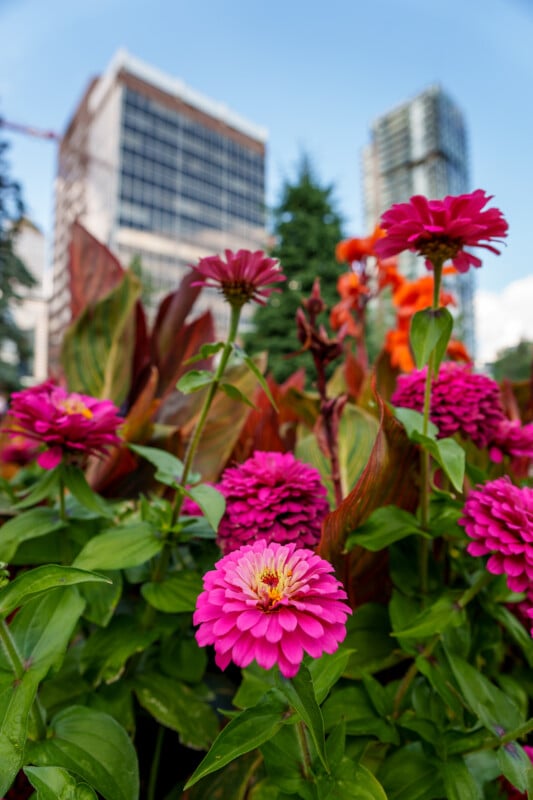 Bright pink flowers in a garden bed with green leaves, set against a background of tall, modern buildings and a blue sky.