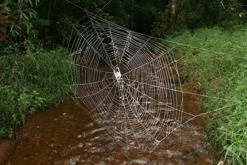 Darwin’s Bark Spiders Spin Record Orb Webs On Threads Up To 25 Meters Long.