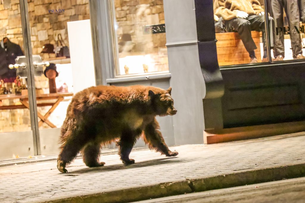 PHOTOS: A photographer’s favorite pictures from a memorable 2025 - AspenTimes.com