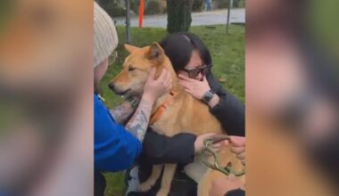 North Vancouver dog missing for 54 days reunited with family - CTV News