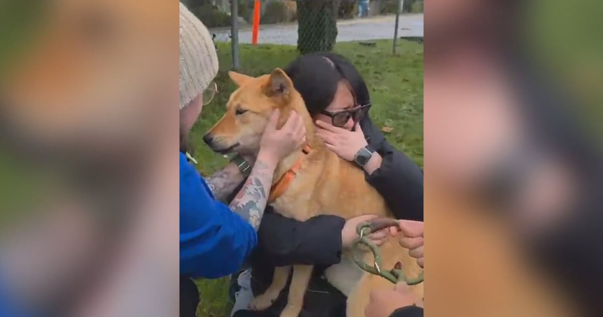 North Vancouver dog missing for 54 days reunited with family - CTV News