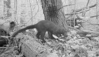 Fisher sighting in Cuyahoga County is first in nearly 200 years