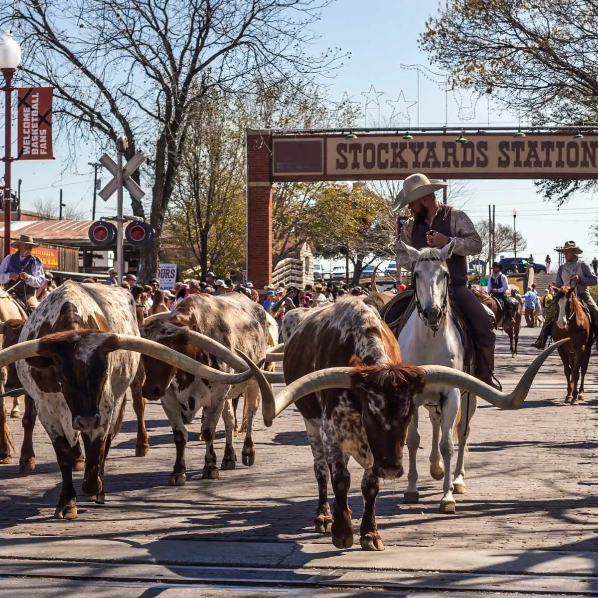 Fort Worth Stockyards cattle drive