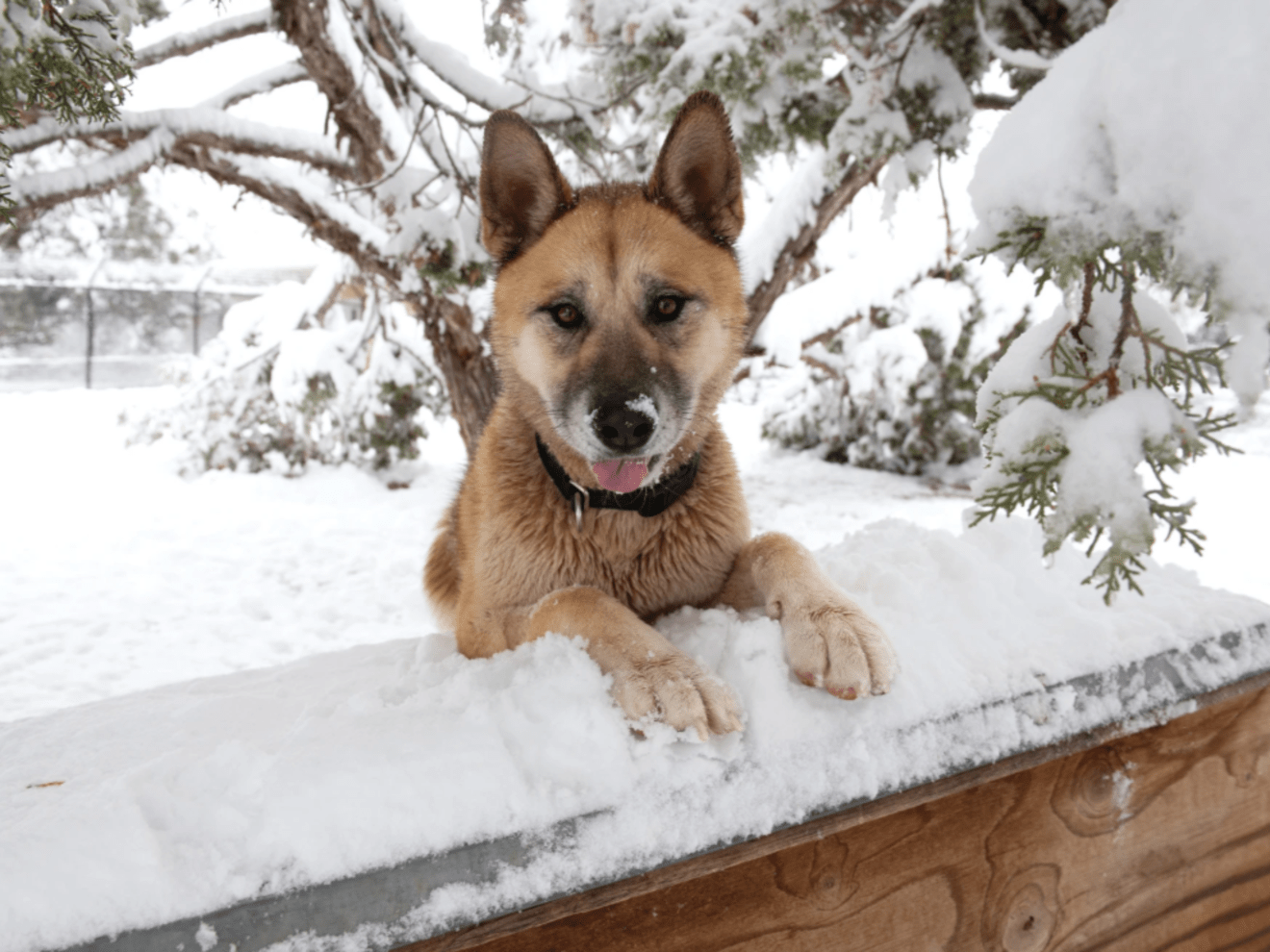 Advocates Urge Pet Safety During Freeze