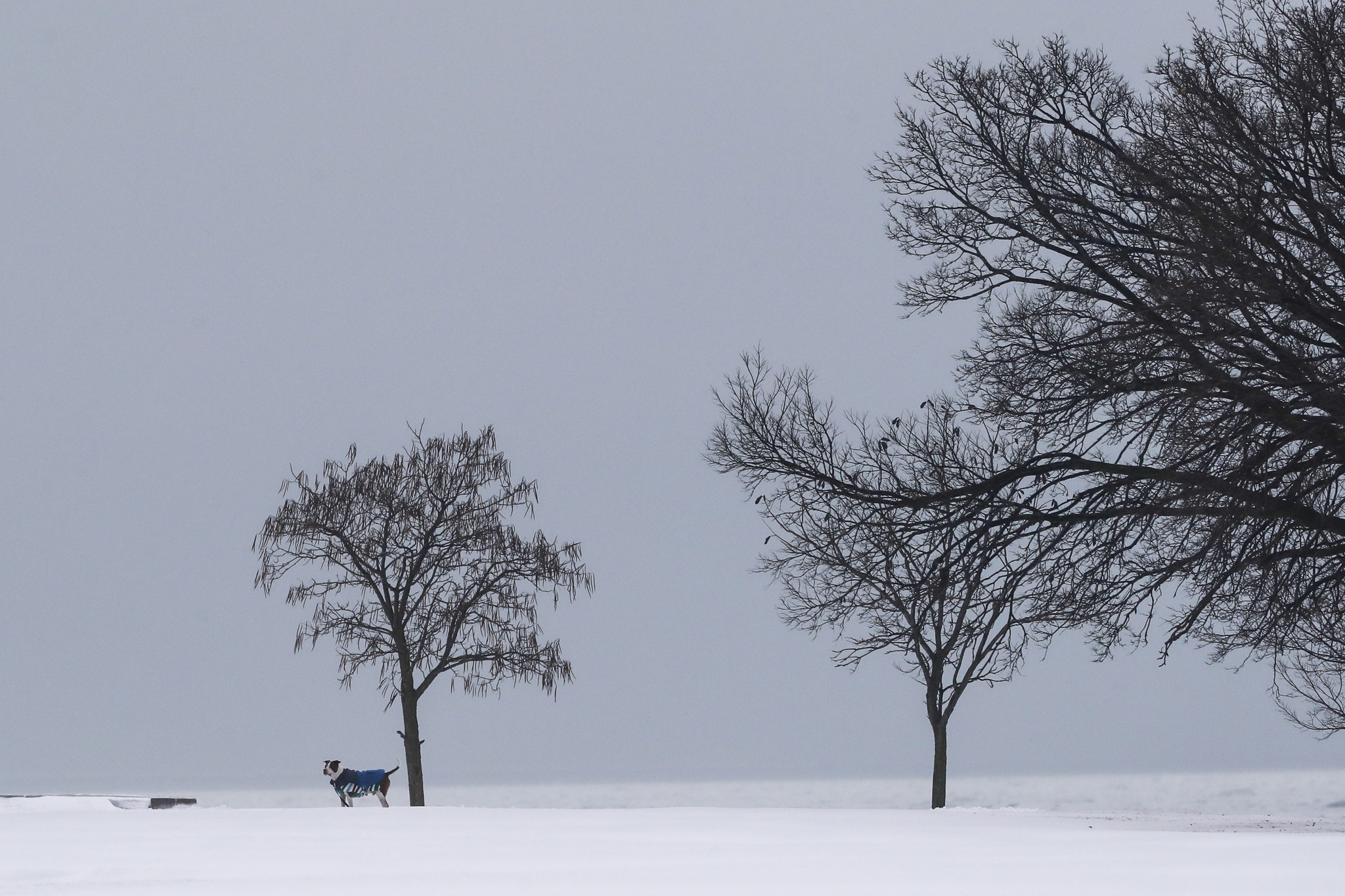 A dog plays in the snow near Montrose Harbor in...