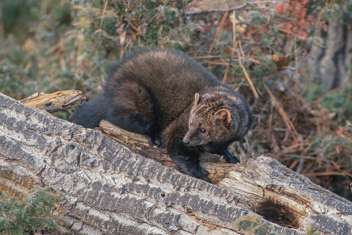 Not One But TWO Rare Animals Spotted on Wisconsin Trail Cam