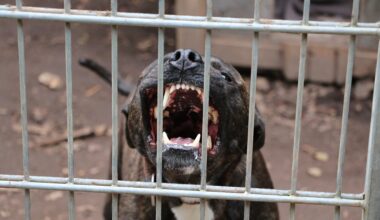 A pit bull barking behind a metal fence.